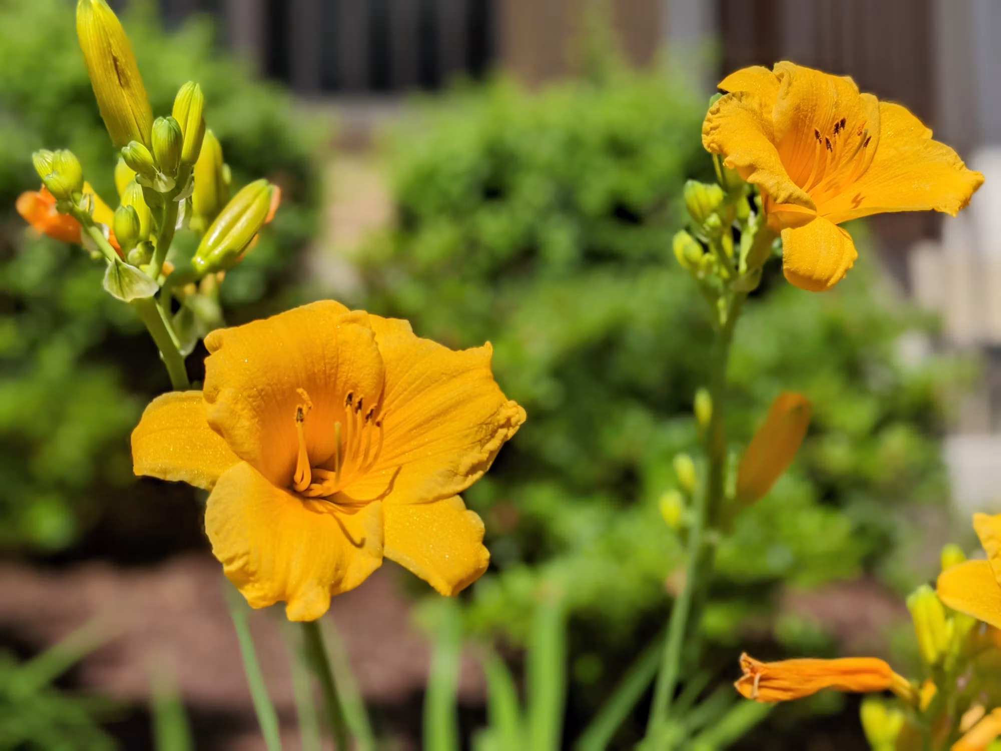 Exploring the World of Edible Flowers: A Culinary Adventure