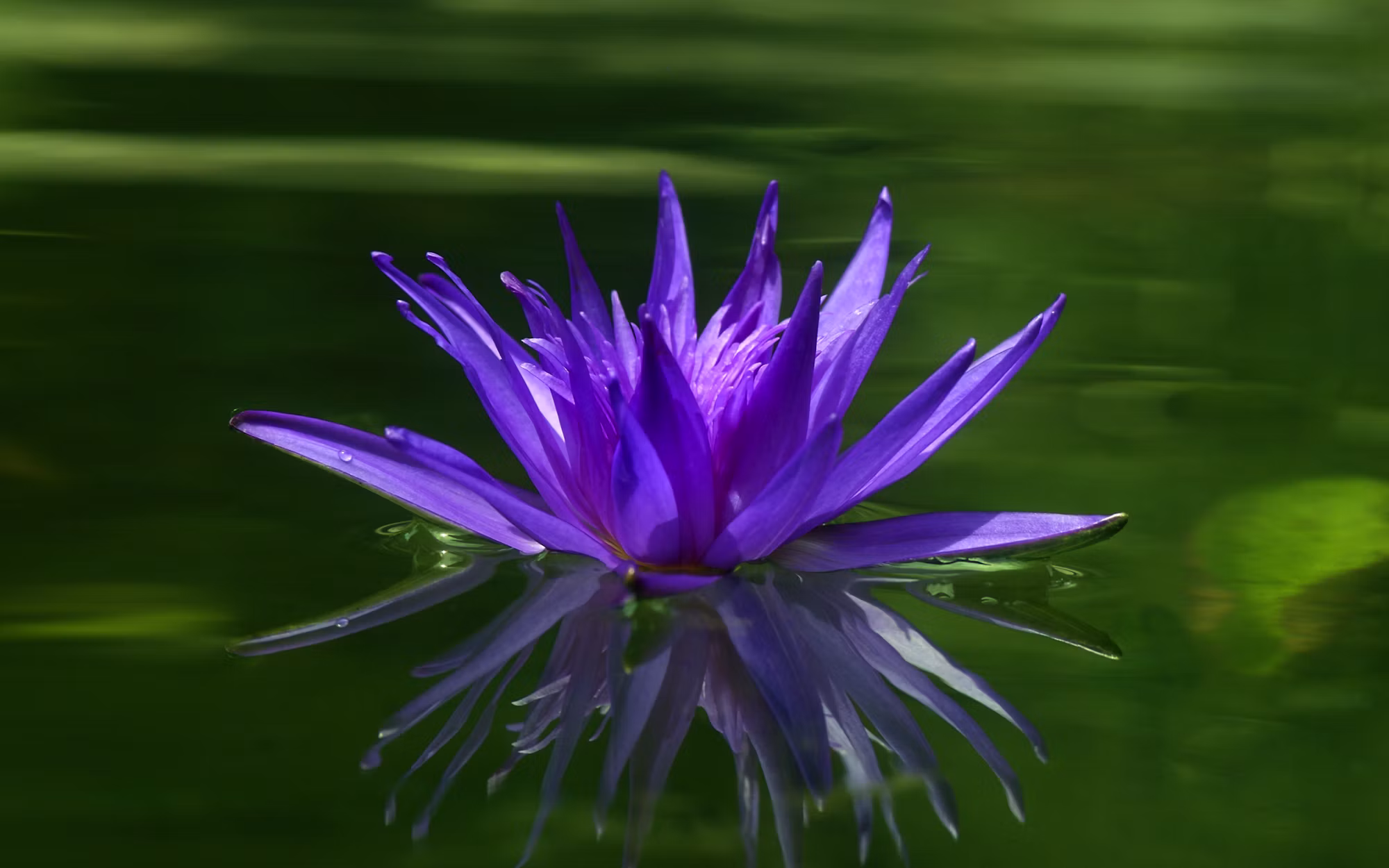 Creating a Sustainable Garden: Tips for Eco-Friendly Gardening